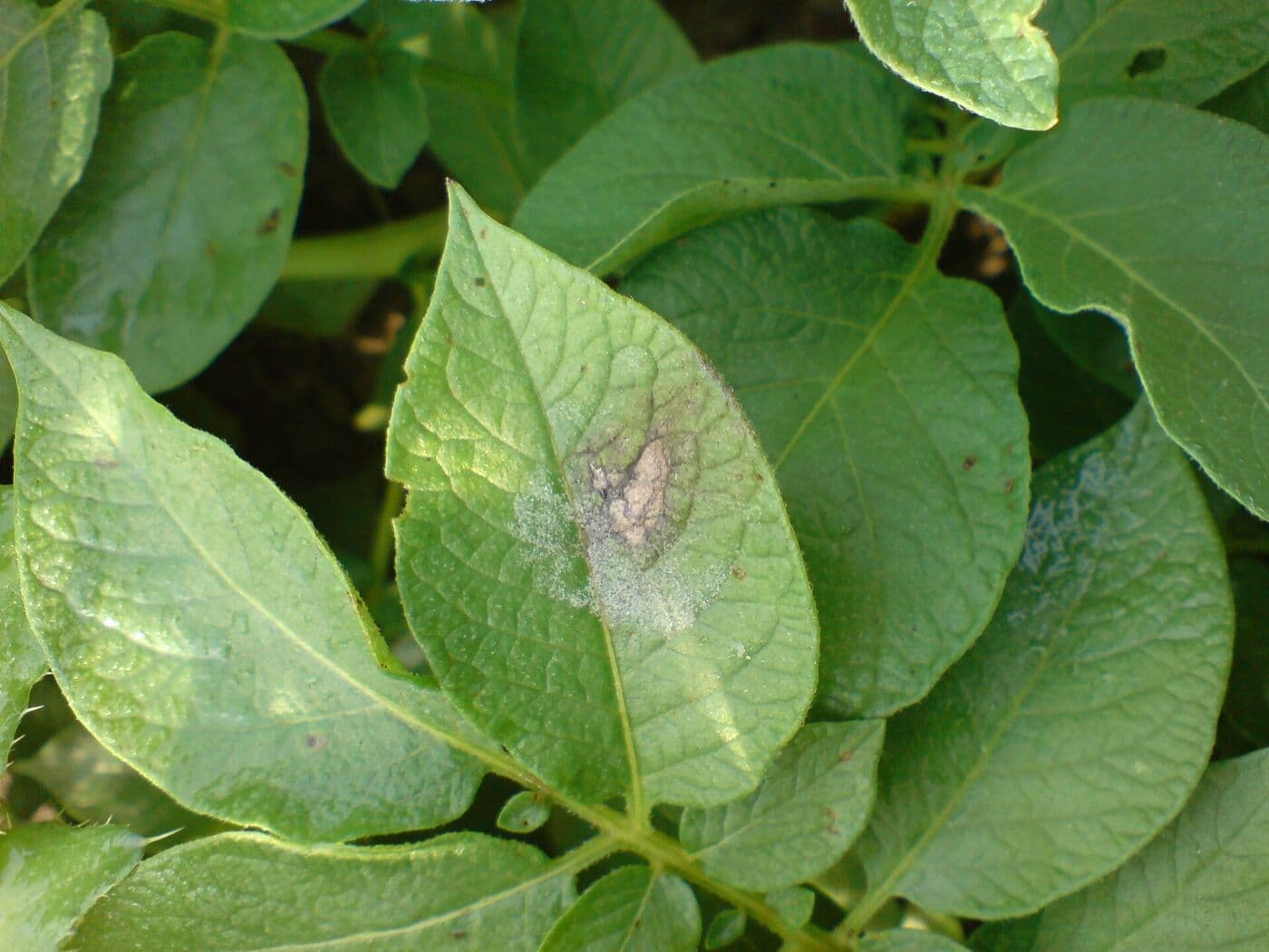 Hoja con manchas de rancha